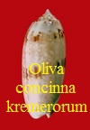 Oliva concinna kremerorum